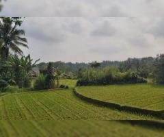 Tanah Dijual Murah di Desa Wanayasa Kab Purwakarta